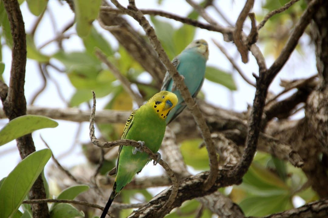 Wellensittiche Thulhagiri Island Resort