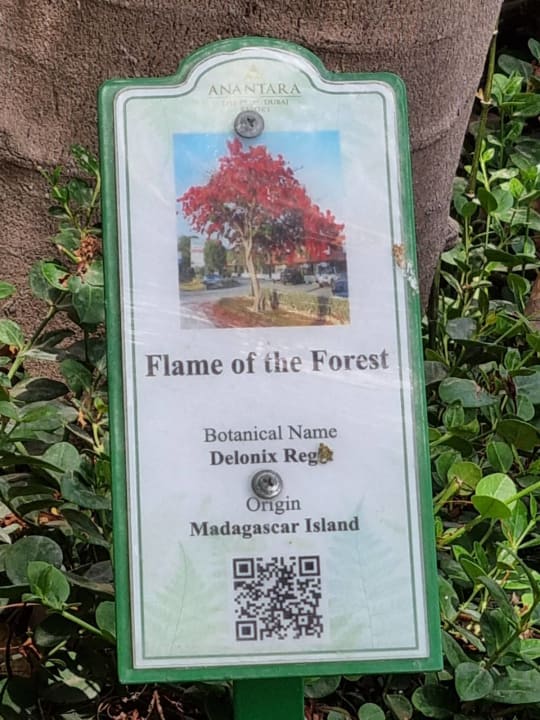 Gartenanlage Anantara The Palm Dubai Resort