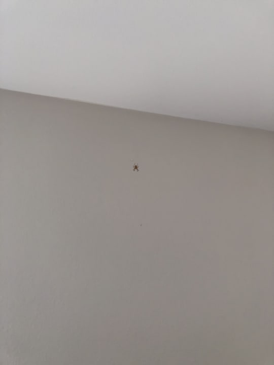 Zimmer Avalon Hotel Bellevue