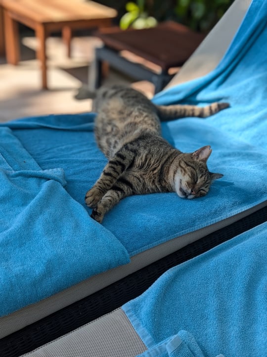 Pool ROBINSON NOBILIS