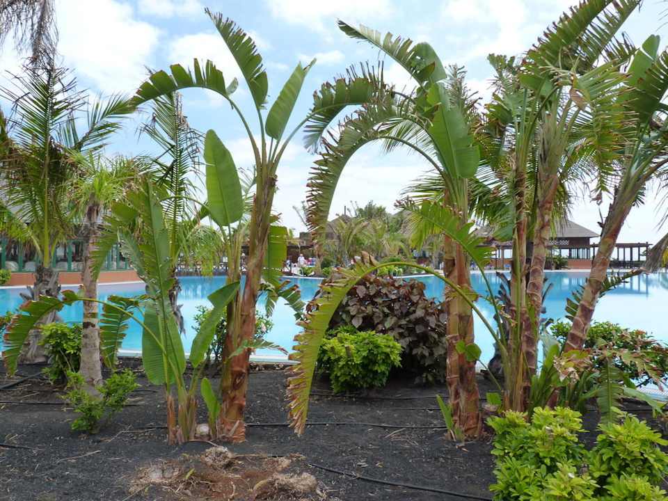 Pool mit Palmen La Palma Princess