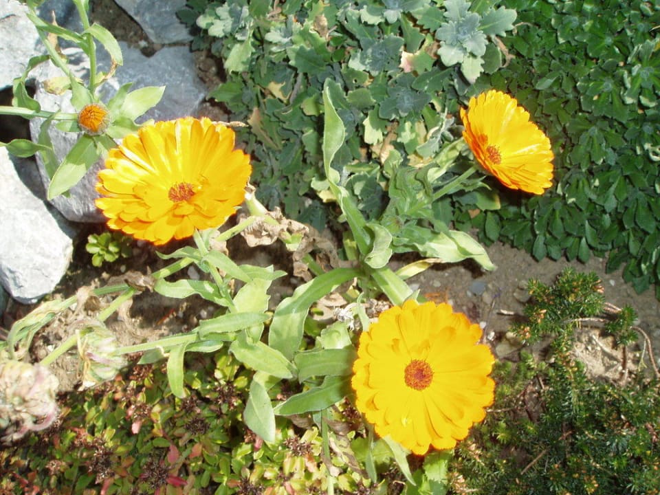 Ein Blumengruß vom Landhaus Oberlehen Ferienwohnungen Landhaus Oberlehen