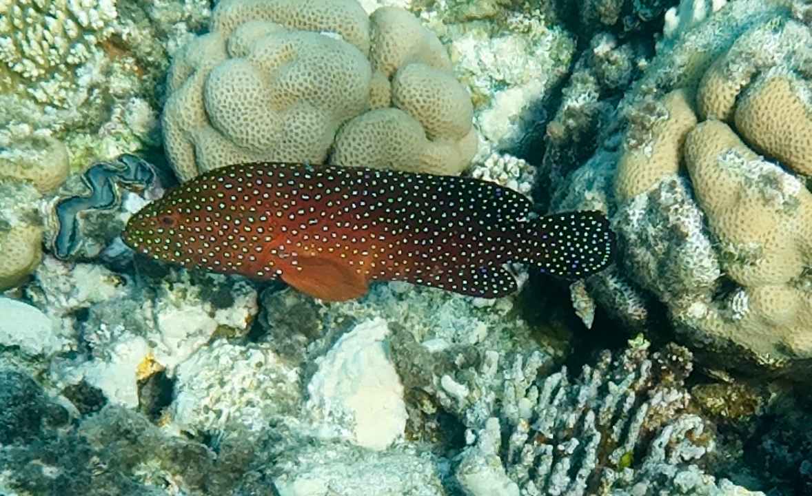 Strand Prima Life Makadi Resort