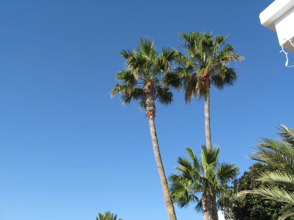 An der Poolbar allsun App.-Hotel Albatros