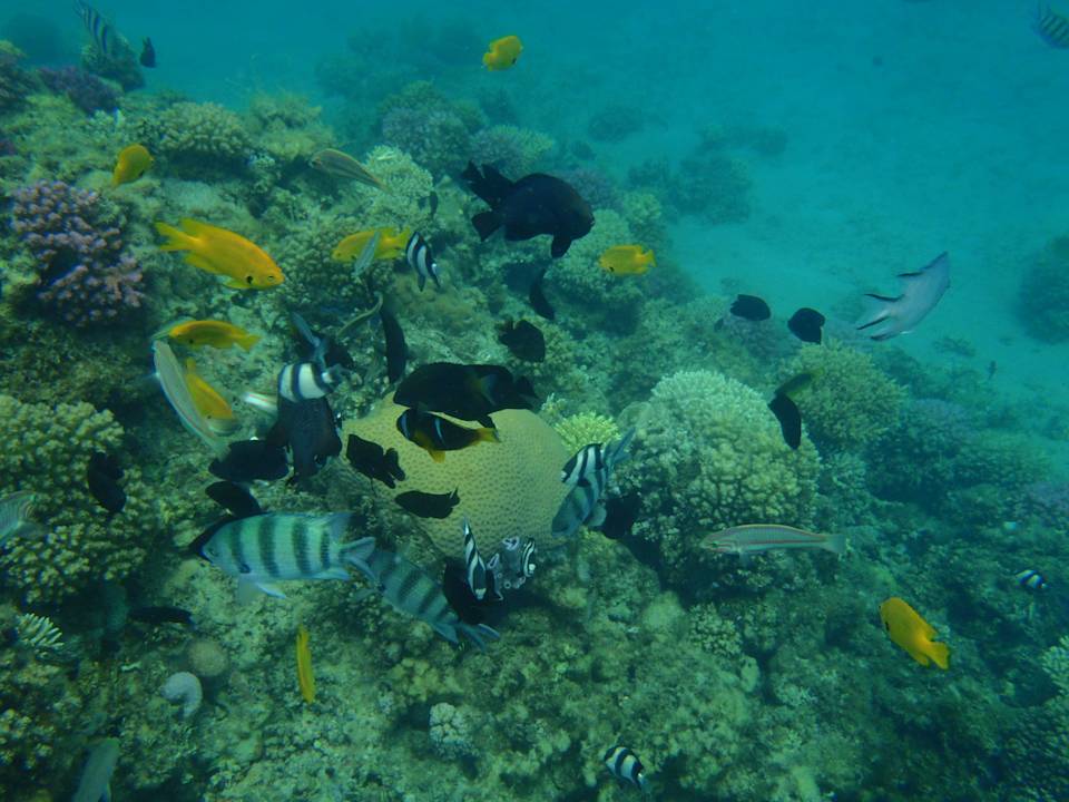 Unterwasserwelt Pickalbatros Palace Resort