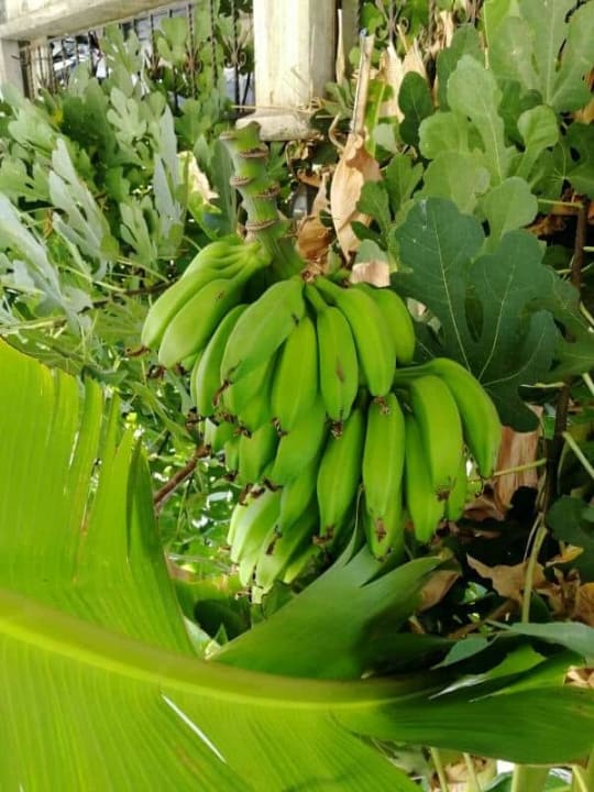 Gartenanlage Jiva Beach Resort