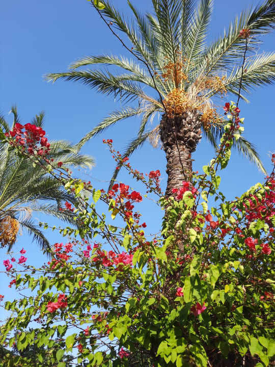 Gartenanlage Papillon Ayscha