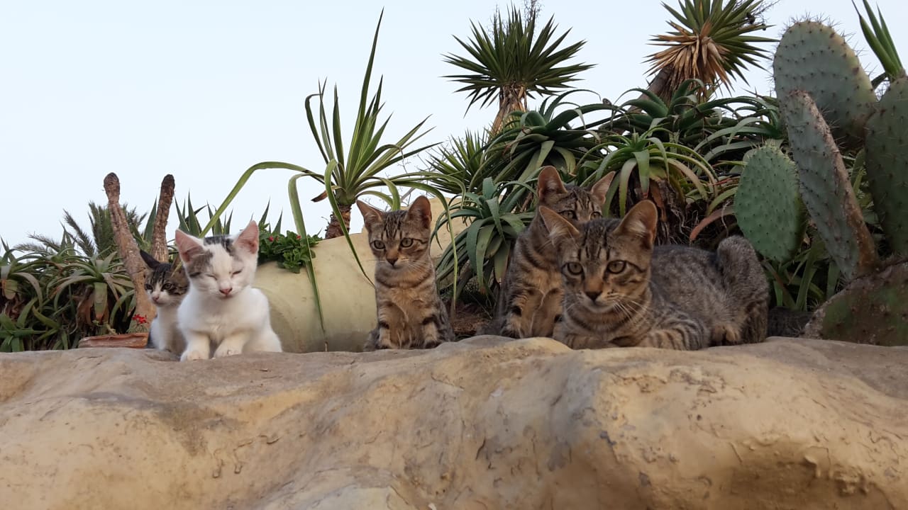 Gartenanlage Mahdia Beach & Aquapark