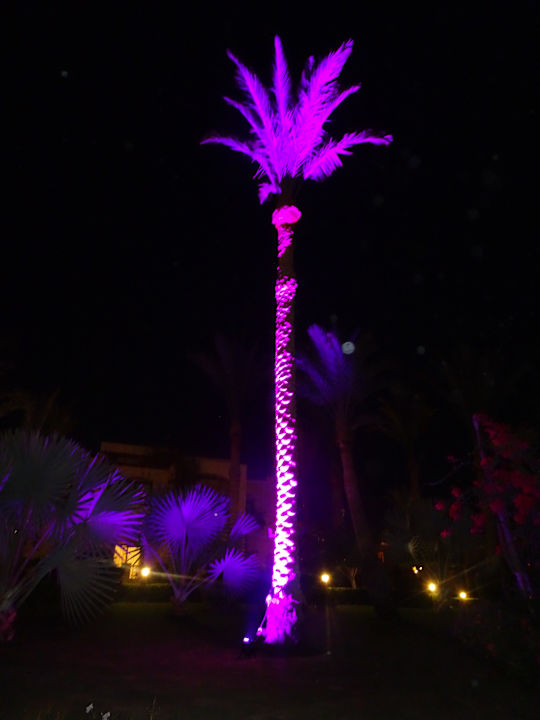 Gartenanlage Steigenberger Coraya Beach - Adults only