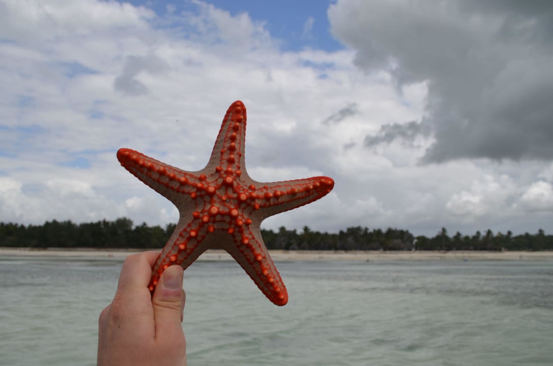 Tolle Seesterne Sultan Sands Island Resort & Spa
