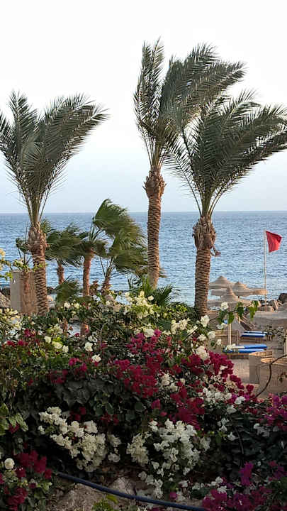 Ausblick Pickalbatros Citadel Resort