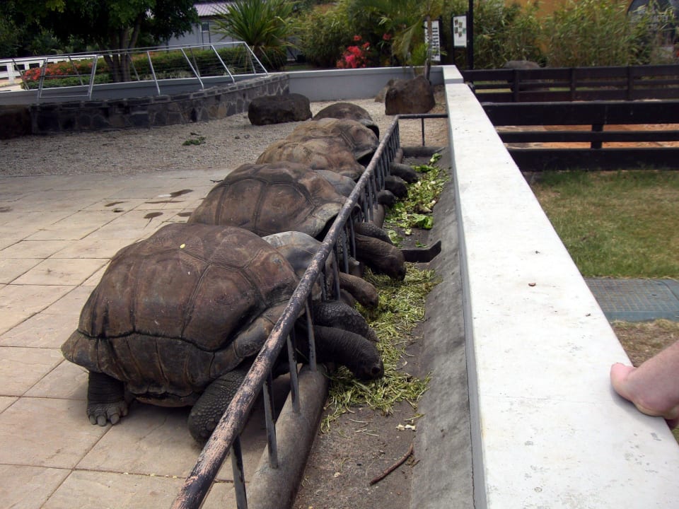 Zuhause von 8 Riesenschildkröten Maritim Resort & Spa Mauritius