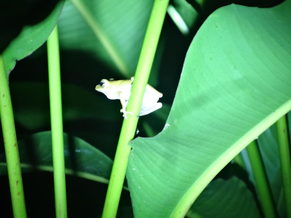 Kleines Fröschchen in der Nacht Hotel Khao Sok & Spa