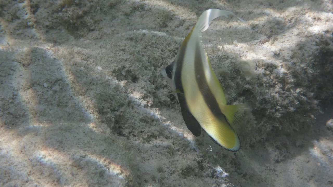 Sport & Freizeit Hotel Gorgonia Beach Resort