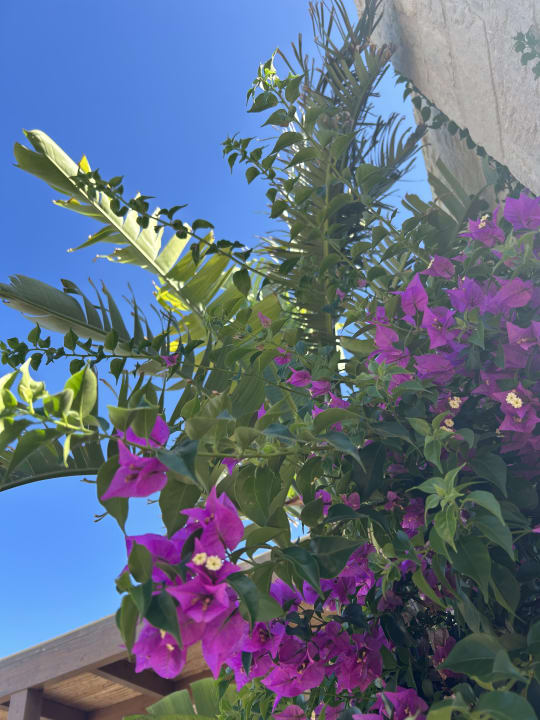 Gartenanlage Kakkos Beach Hotel