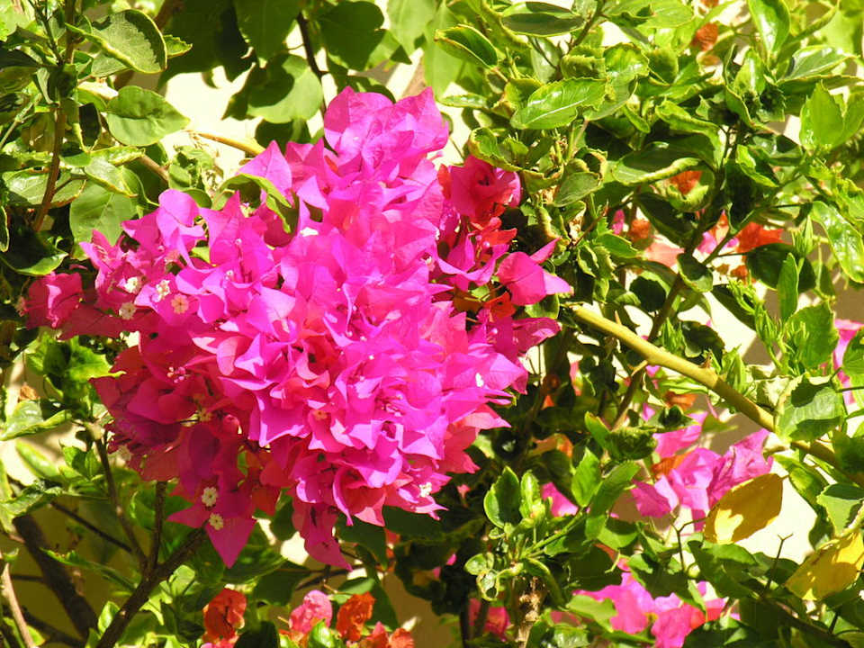 Kwiaty JAZ Mirabel Beach