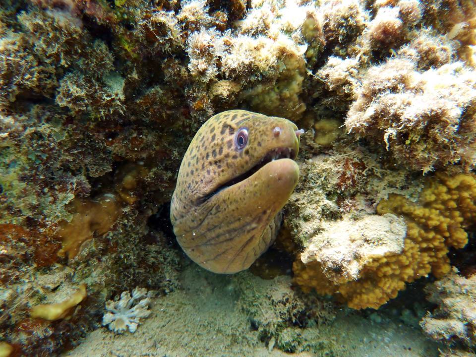 Muränen Hotel Coral Garden