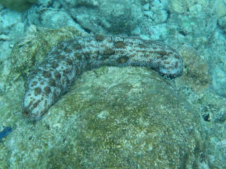 Unterwasserwelt Adaaran Select Meedhupparu Island Resort - Premium All Inclusive