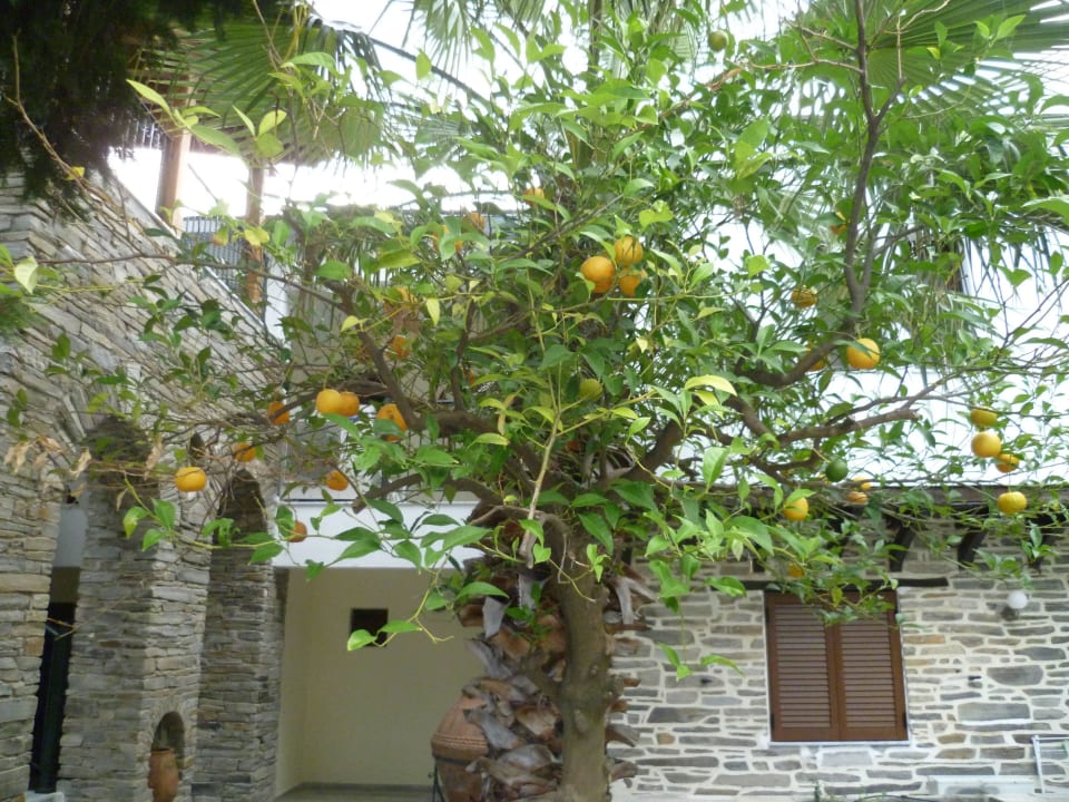 Zitronen/Orangenbaum Hotel Geranion Village