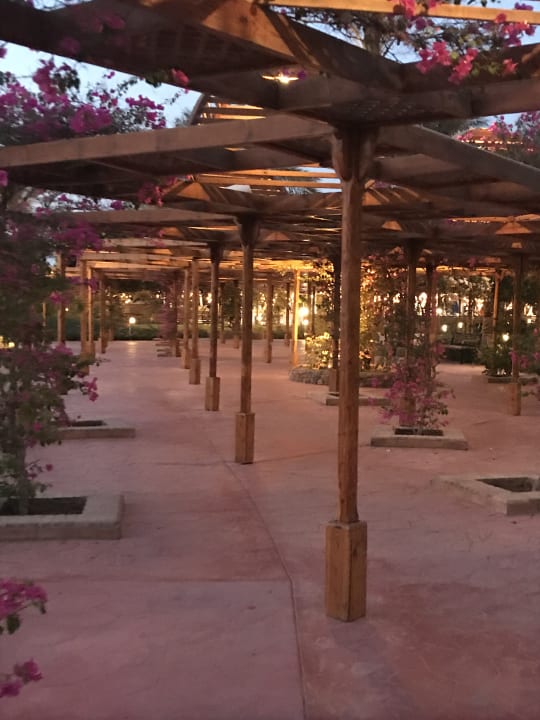 Sonstiges Desert Rose