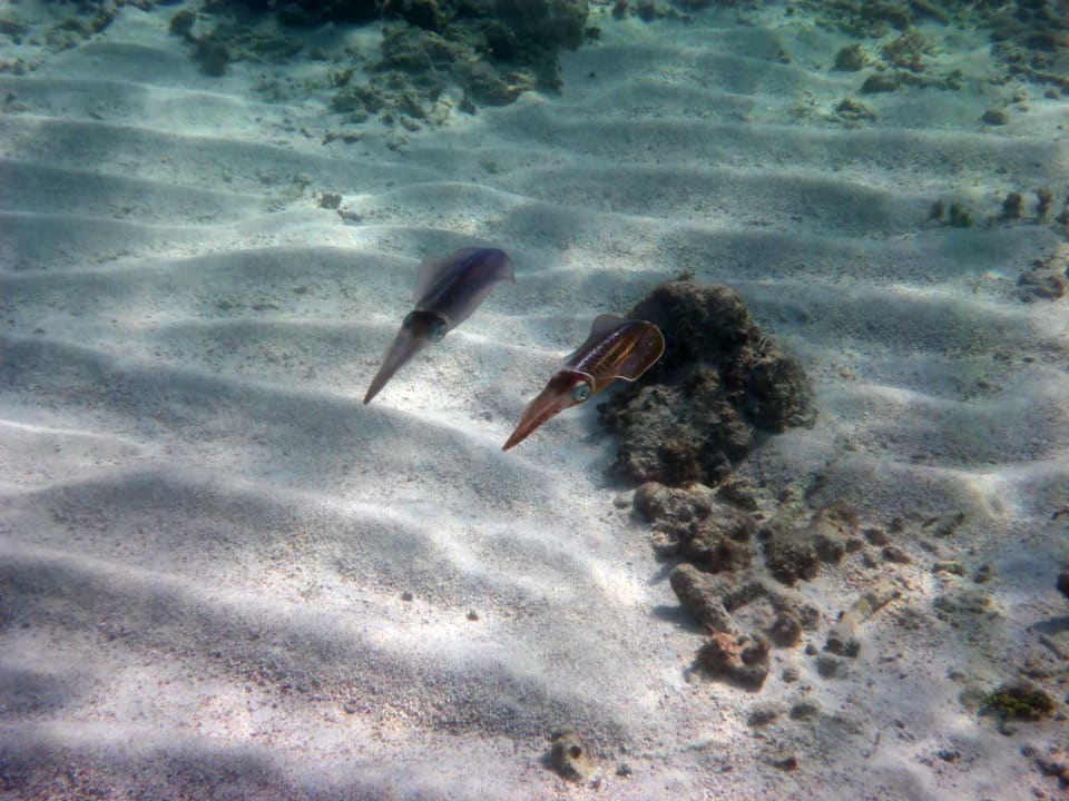 Sport & Freizeit Akumal Bay Beach & Wellness Resort