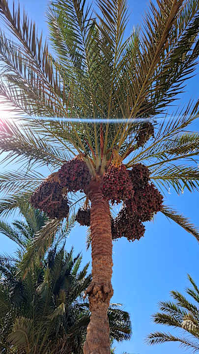 Gartenanlage Serenity Alpha Beach