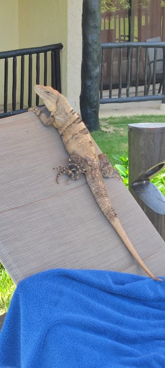 Sonstiges Catalonia Riviera Maya & Catalonia Yucatan Beach