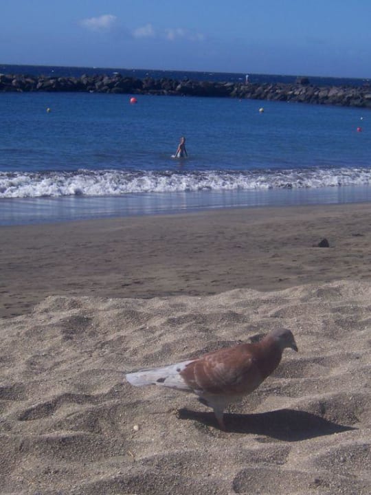 Taube am Strand Hotel Riu Palace Tenerife