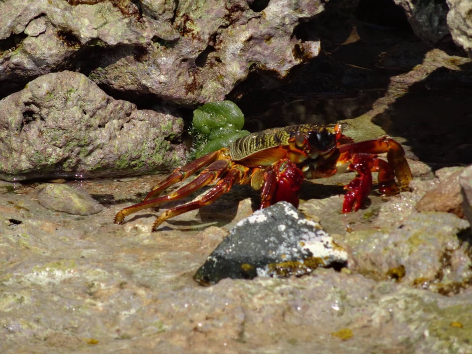 Bei Ebbe  Pickalbatros Citadel Resort