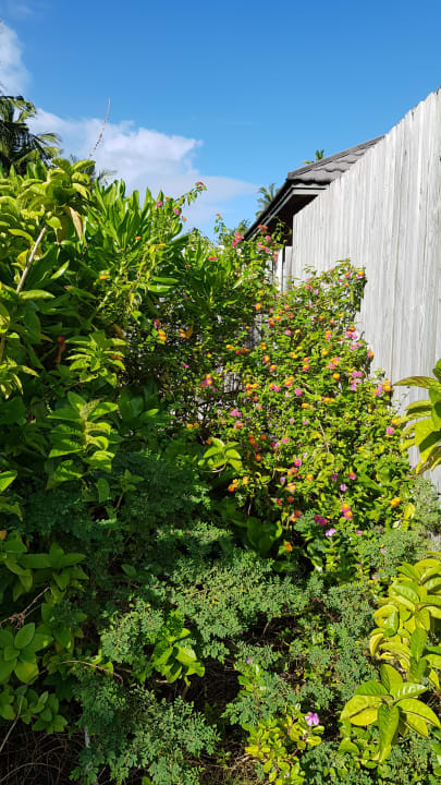 Gartenanlage Kuredu Island Resort & Spa