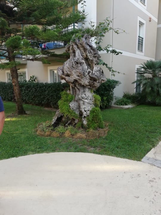 Gartenanlage allsun Hotel Eden Playa