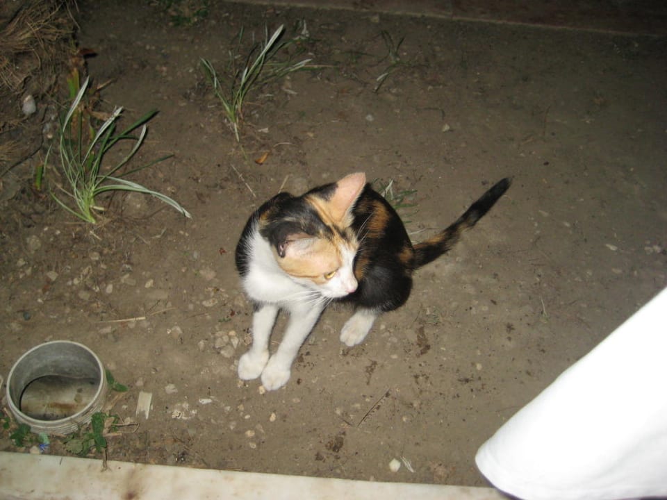 Kinderlieblinge  Greenwood Kemer Resort