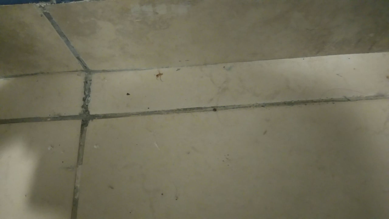 Ungeziefer wurde nicht beseitigt Hotel Roc Casa Del Mar