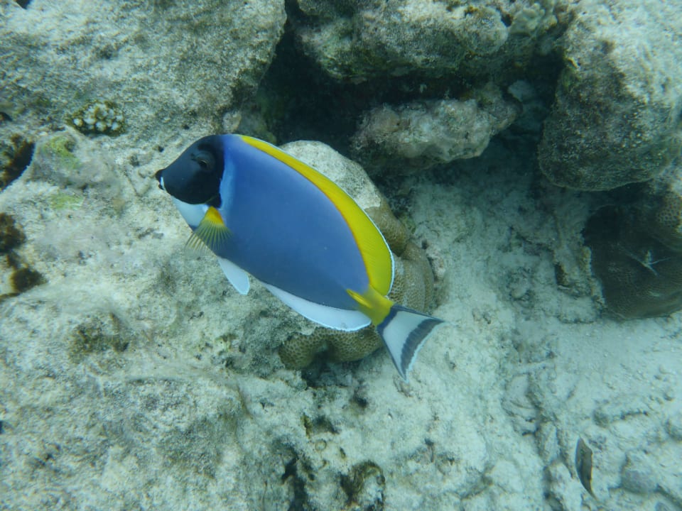 Beim Schnorcheln Adaaran Select Meedhupparu Island Resort - Premium All Inclusive