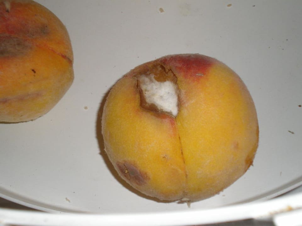 Gammeliges Obst Bei Juan Playa Blanca