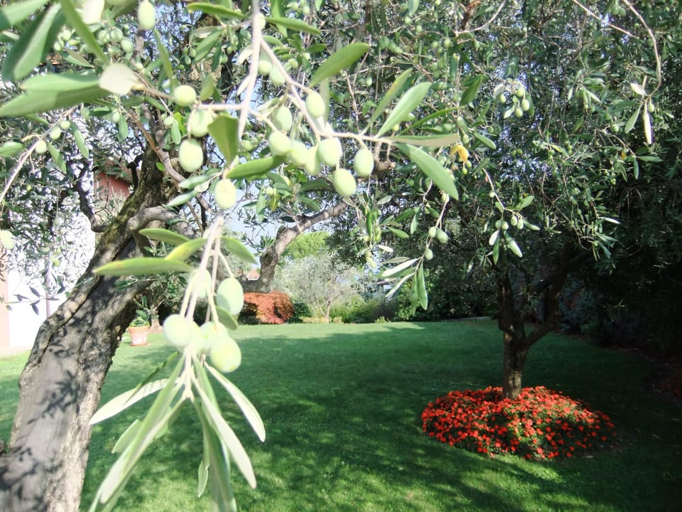 Garten Hotel Oliveto