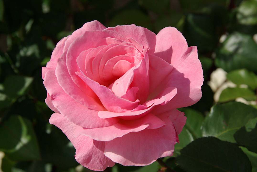 Eine Rosen,- und Blumenpracht Saphir Resort & Spa