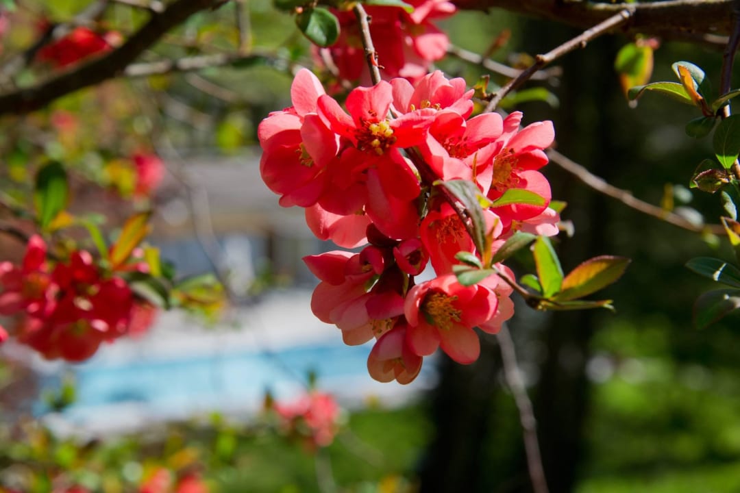 Außenpool Hotel Schloss Ragaz