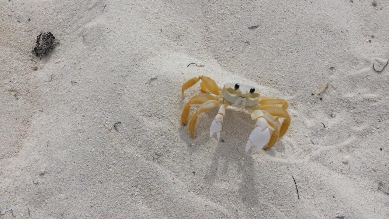 Strand Sol Rio De Luna y Mares