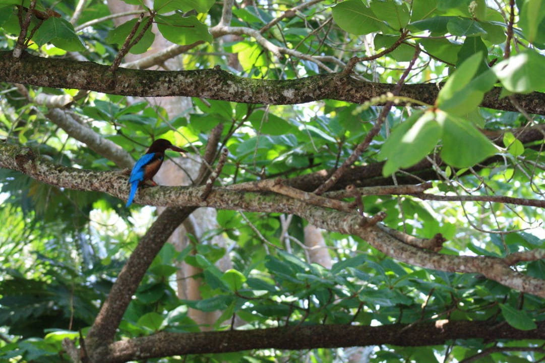 Eisvogel im Baum Hotel Club Palm Garden