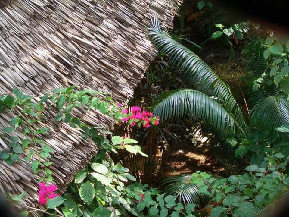 Blick in den Garten Hibiskus Lodge
