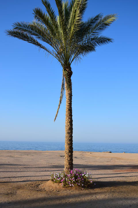 Gartenanlage Steigenberger Coraya Beach - Adults only