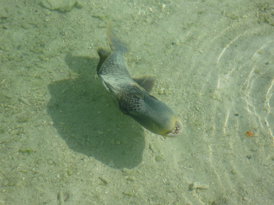 Mein Freund "Der Dicke" Adaaran Select Hudhuran Fushi - Premium All Inclusive