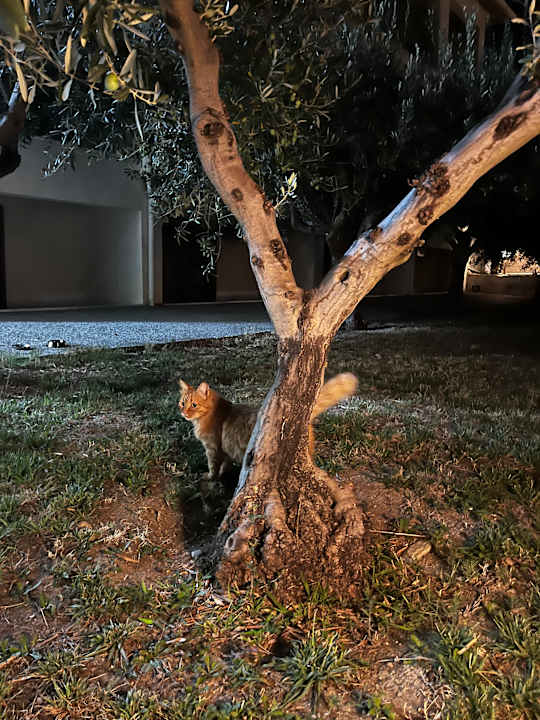 Gartenanlage Akrathos Beach Hotel