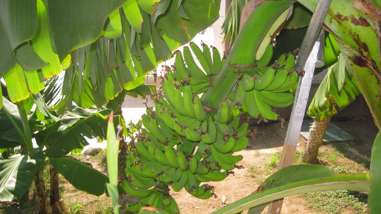 Leckere Bananen Corendon Playa Kemer