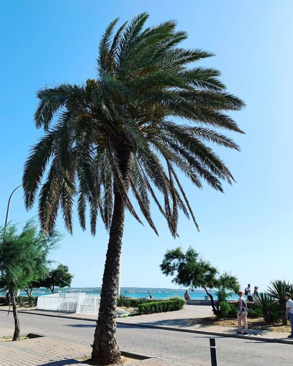 Strand Iberostar Selection Playa de Palma