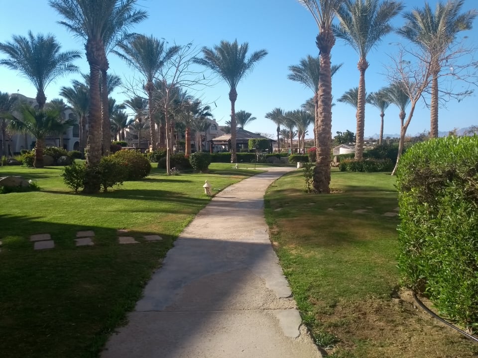 Garten JAZ Neo Saraya Palms