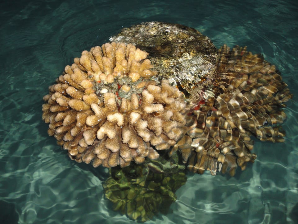 Koralle Kuredu Island Resort & Spa