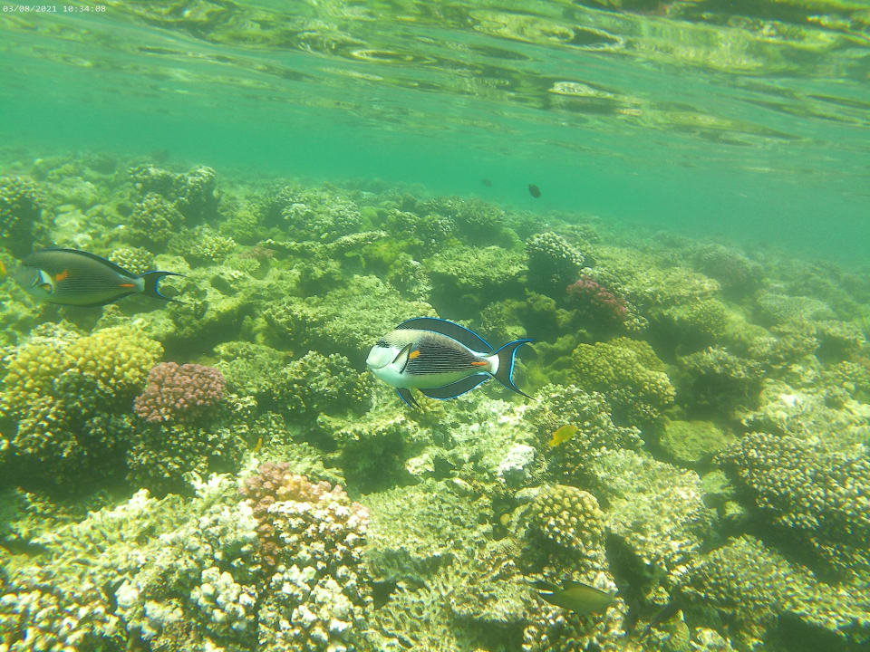 Strand Cleopatra Luxury Resort Makadi Bay