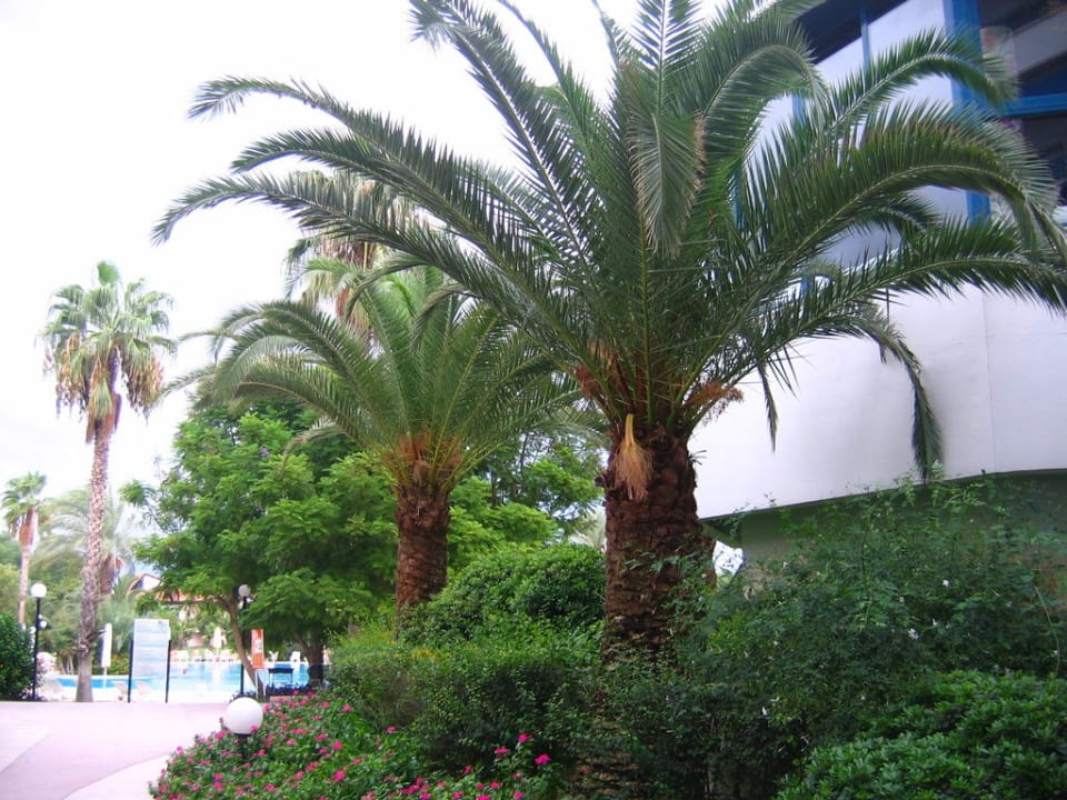 Территория отеля Sunrise Resort Hotel